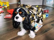Reflektierender Welpen-kleiner Hunderegen-Mantel, weiche Breathable wasserdichte Hundejacke fournisseur