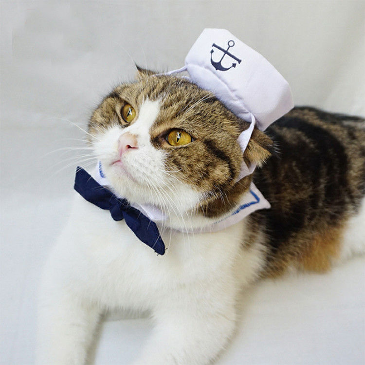 Marine-gesetzte Katzen, die Kleidungs-liebenswürdiges modernes irgendein Logo verfügbar tragen fournisseur